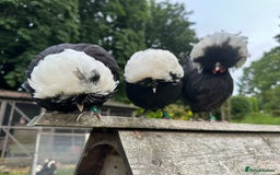 Chickens poultry for sale: Poland Bantams Available  in High Wycombe - Image 9