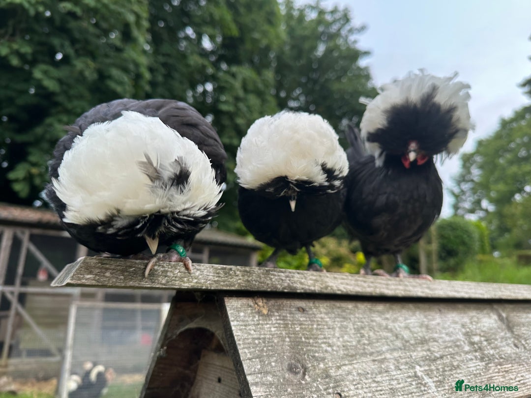 Chickens poultry for sale: Poland Bantams Available  in High Wycombe - Image 9