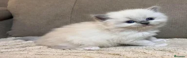Ragdoll 2