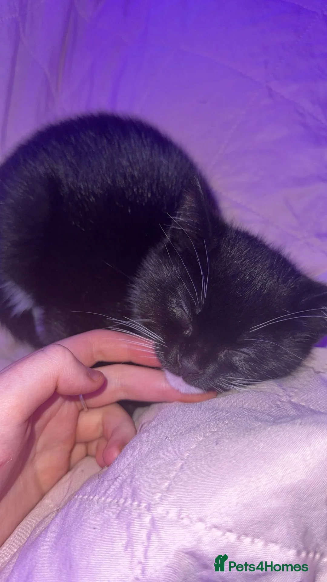 American Shorthair cats for sale: kitten - Advert 2