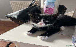 Mixed Breed cats for sale: 4 x Beautiful Adorable Kittens *Ready Now* - Image 16