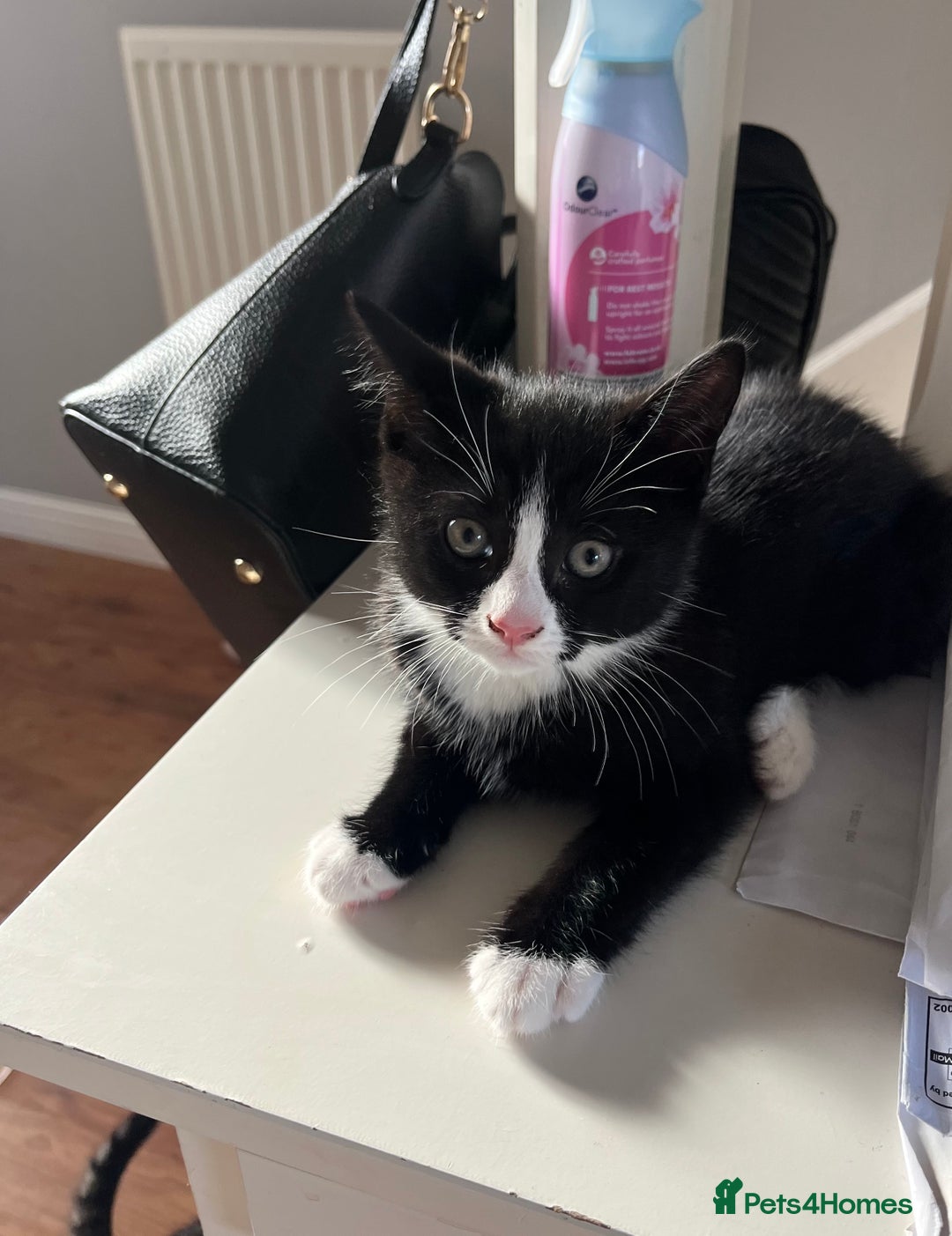 Mixed Breed cats for sale: 4 x Beautiful Adorable Kittens *Ready Now* - Image 16
