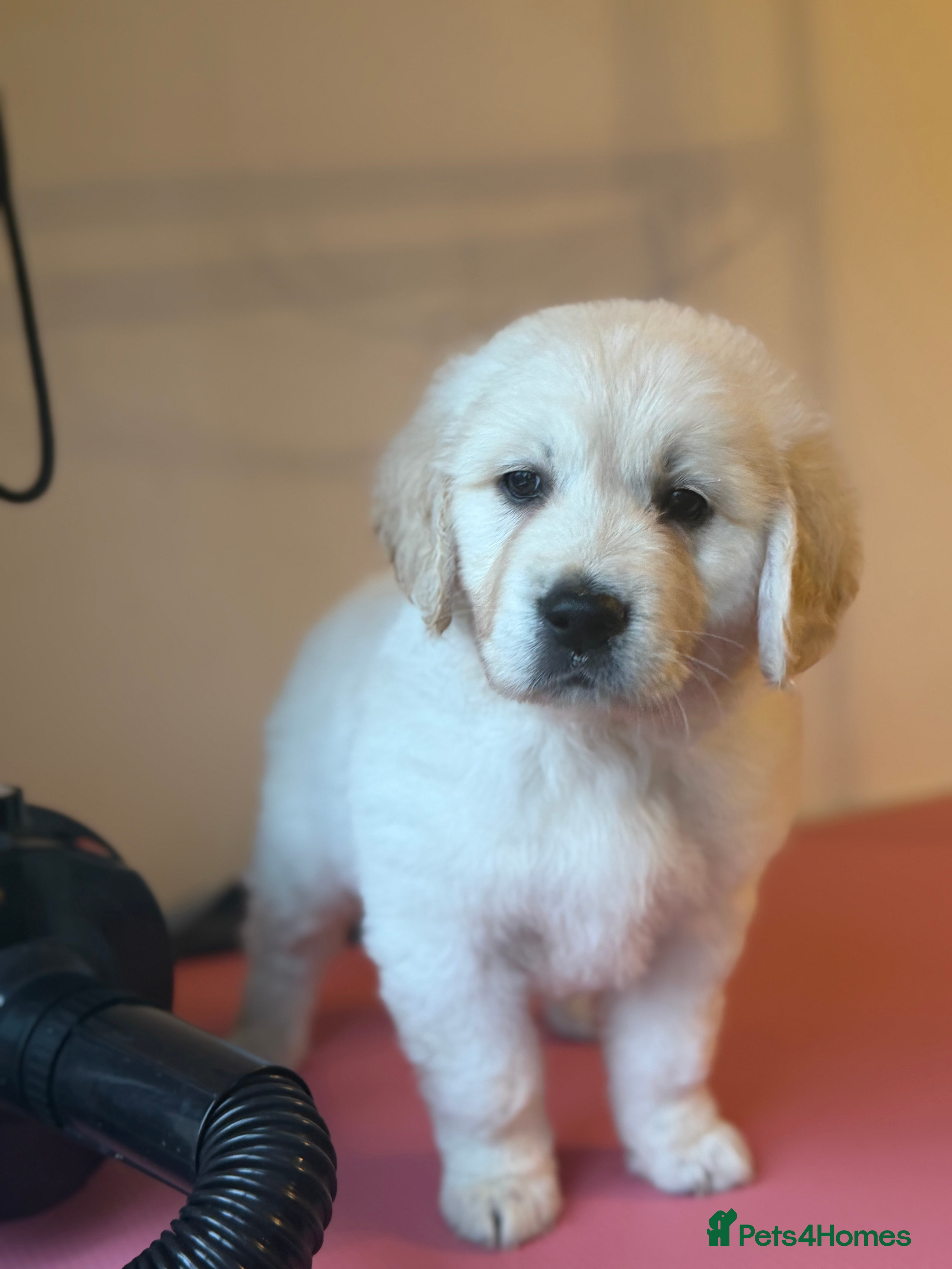 Golden Retriever dogs  FULLY HEALTH TESTED PARENTS - Advert 3