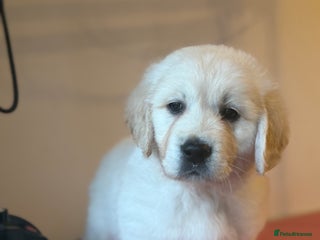 Golden Retriever dogs FULLY HEALTH TESTED PARENTS - Advert 2