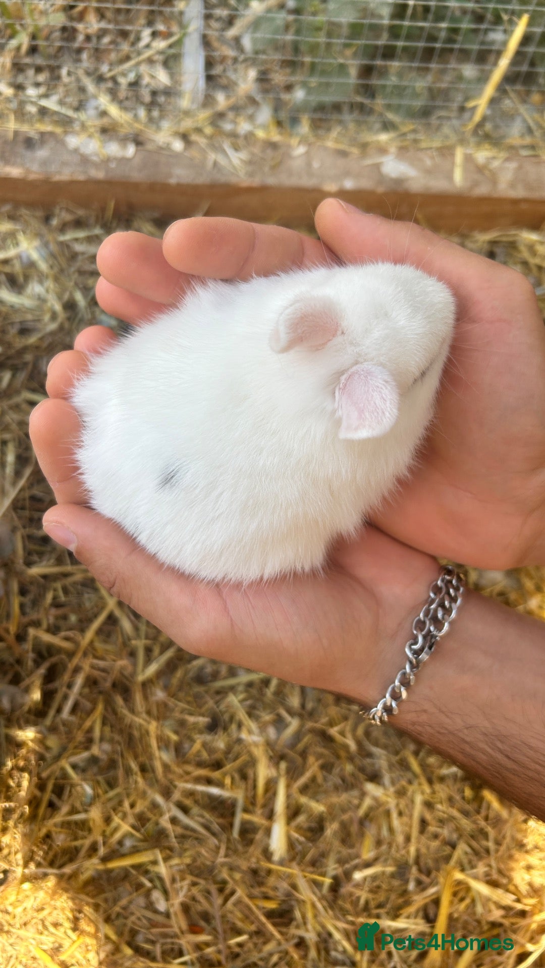 Netherland Dwarf rabbits 3Unsexed Baby Prue breed neatherland dwarf rabbits - Advert 8