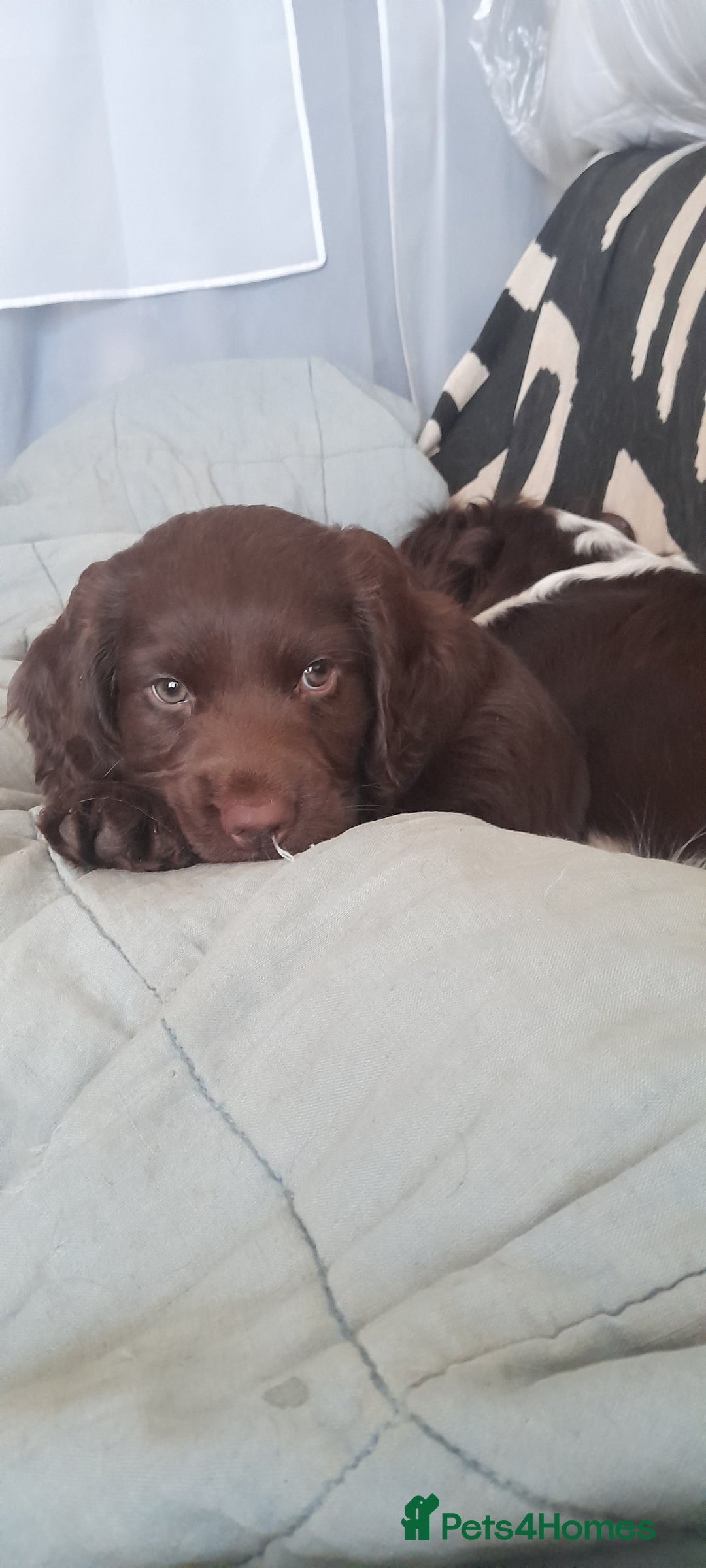 Sprocker dogs for sale: Beautiful Chocolate Sprocker  - Advert 2