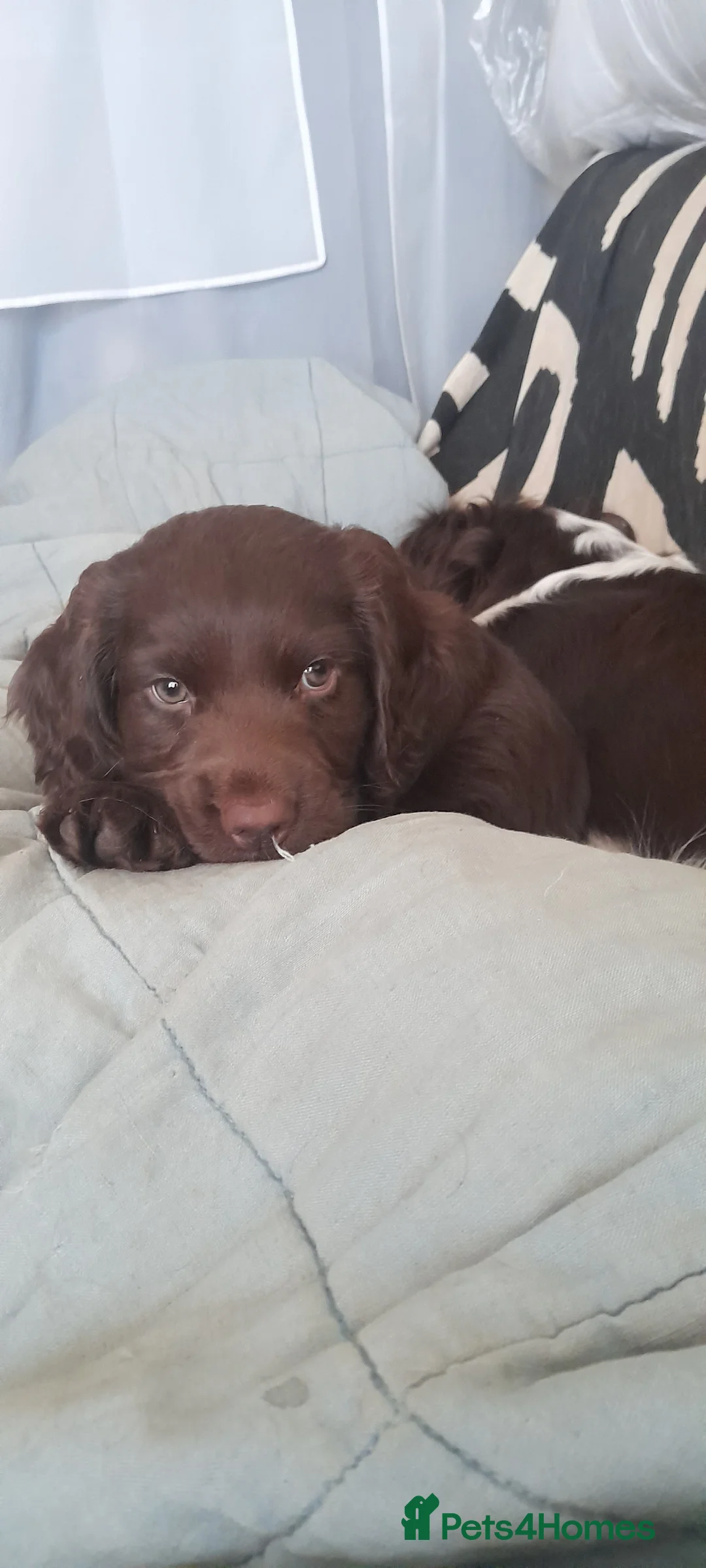 Sprocker dogs for sale: Beautiful Chocolate Sprocker  - Advert 2