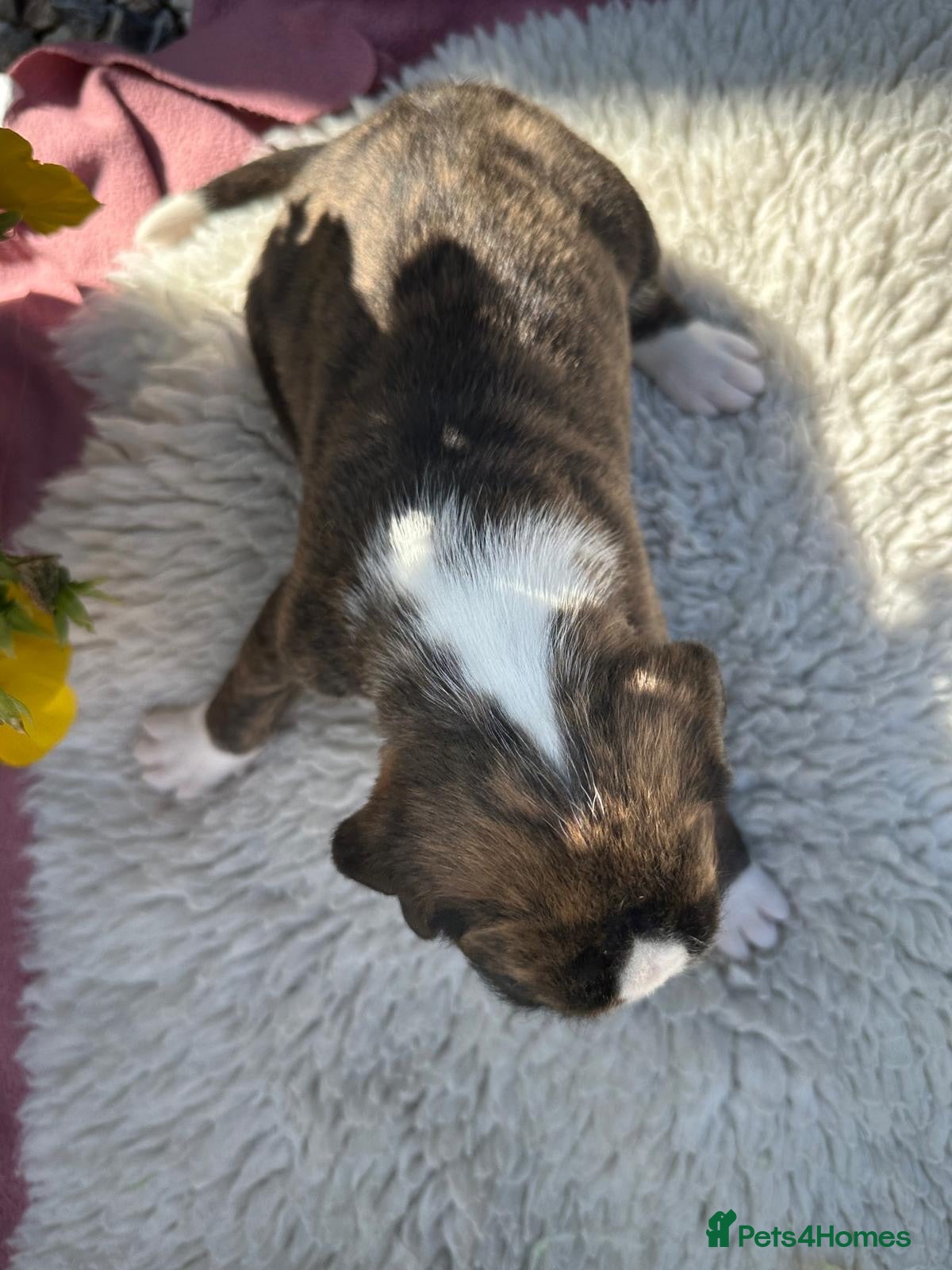 Boxer dogs KC Registered Boxer Puppies - health tested - Advert 2