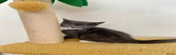 Mixed Breed cats for sale: Grey boy and girl ready for their forever homes - Advert 17