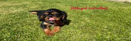 Cavalier King Charles Spaniel dogs for sale: Beautiful health tested cavalier King Charles  - Advert 9