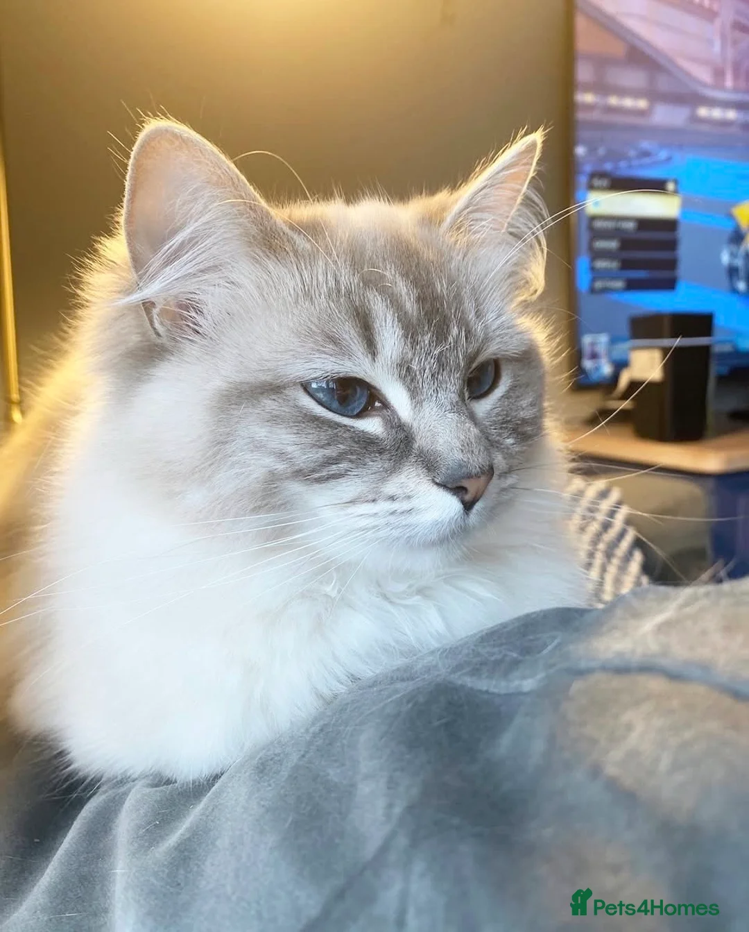 Mixed Breed cats for sale: Ragdoll x BSH Kittens - Advert 8