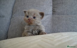 Scottish Fold cats for sale: Scottish Fold kittens  - Image 2