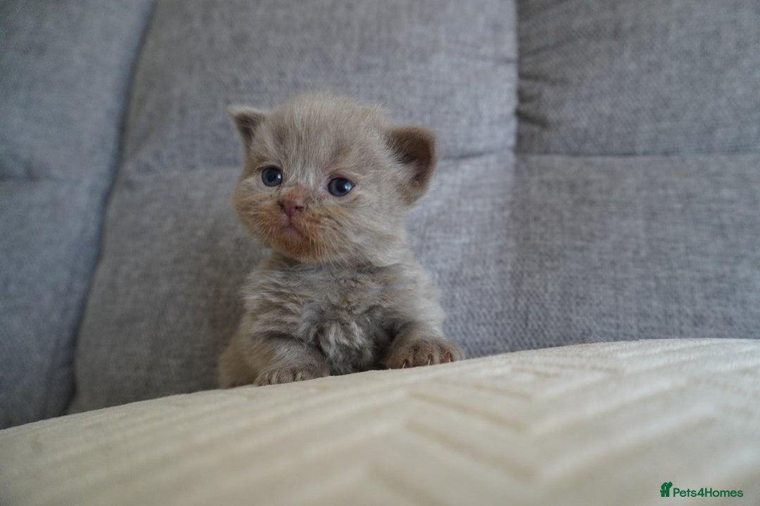 Scottish Fold cats for sale: Scottish Fold kittens  - Image 2