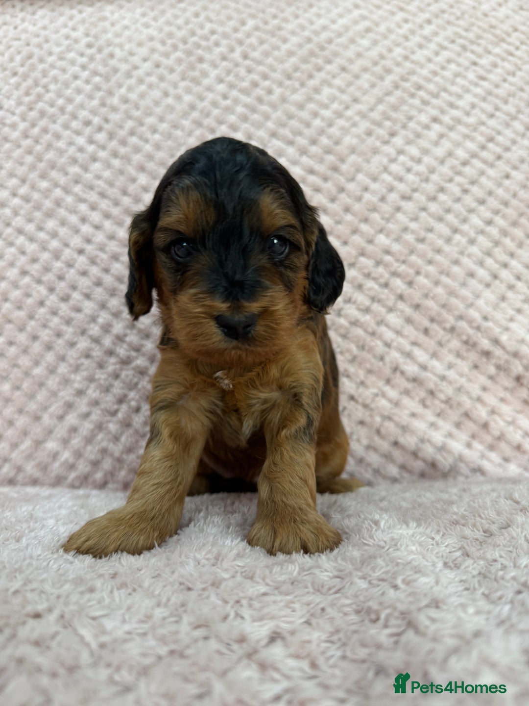 Cockapoo dogs for sale: Beautiful Cockapoos puppies - fully health tested  - Advert 6