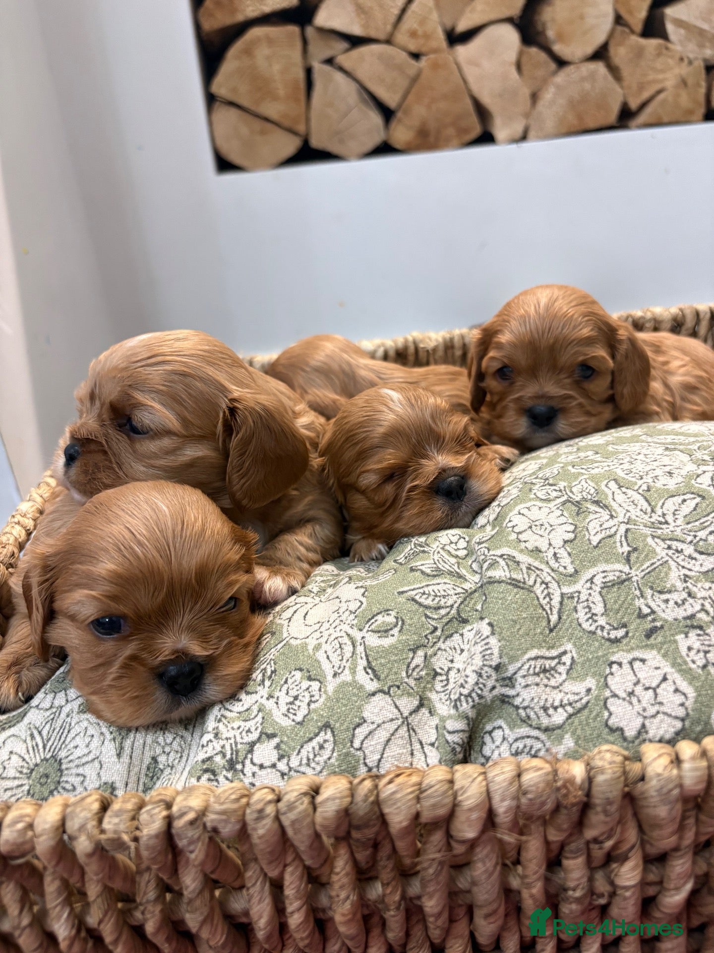Cavalier King Charles Spaniel dogs for sale: 1 boy Ruby KC reg cavalier  - Advert 9