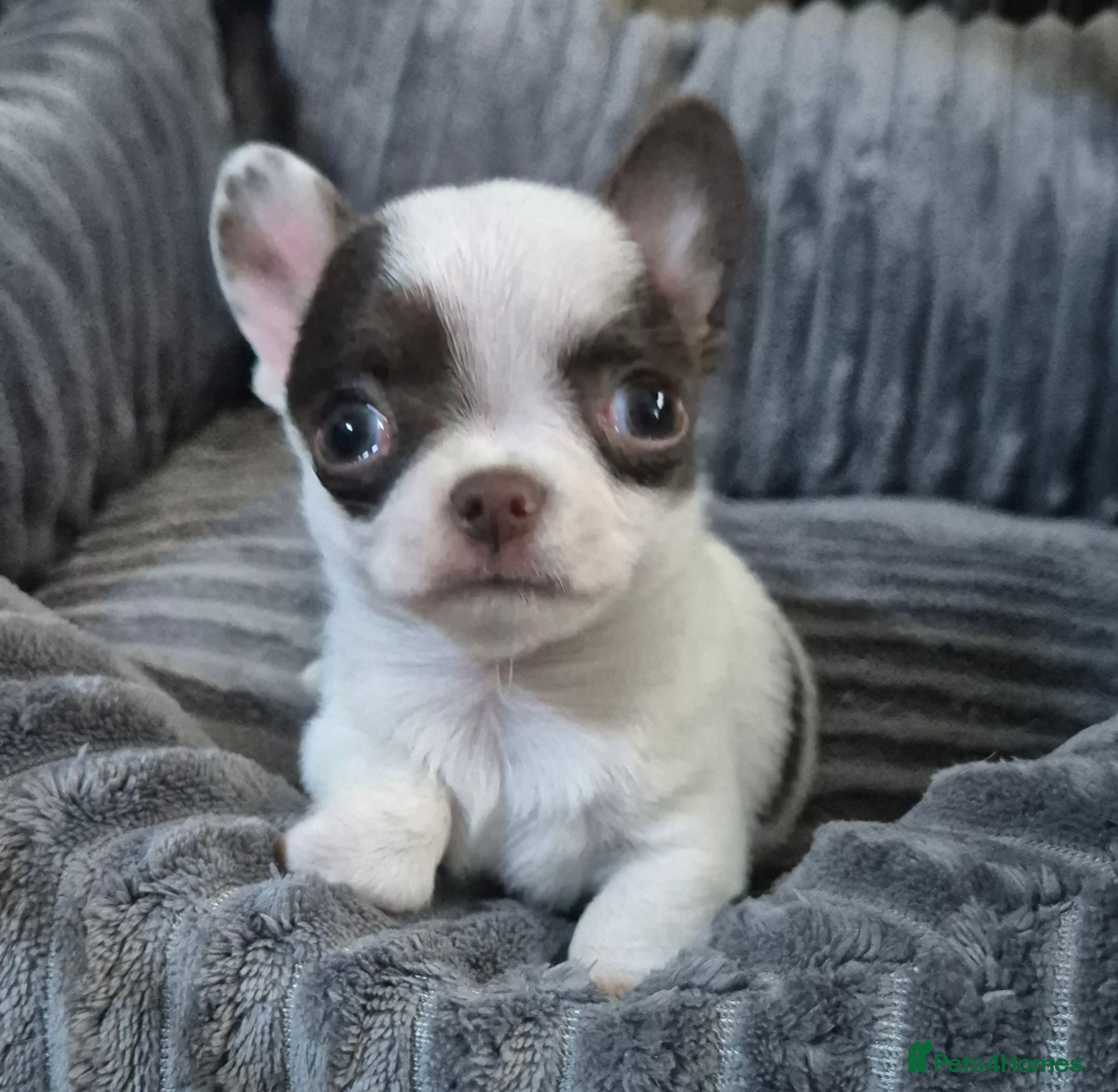 Chihuahua dogs KC puppies for sale  - Advert 15
