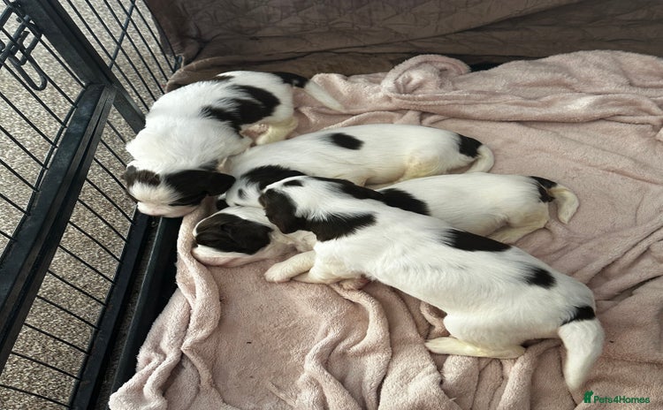 English Springer Spaniel dogs - Advert 1
