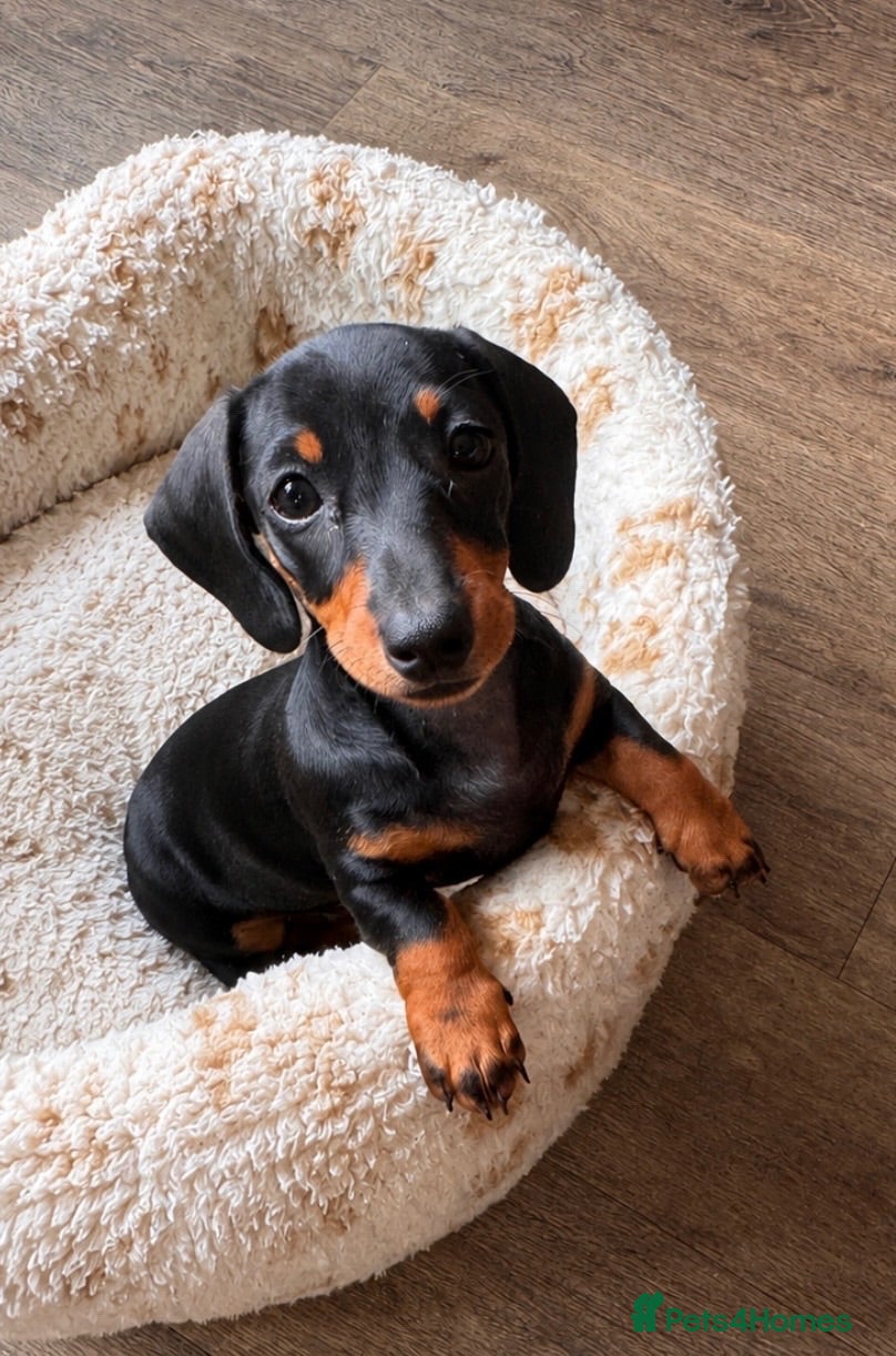 Miniature Dachshund dogs Miniature dachshund  - Advert 2