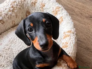 Miniature Dachshund dogs Miniature dachshund - Advert 2