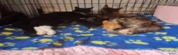 Mixed Breed cats for sale: 12 Beautifull kittens looking for a home. - Advert 4