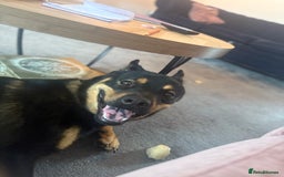 Mixed Breed dogs for sale: Alaskan Rottweiler Chow - Image 9