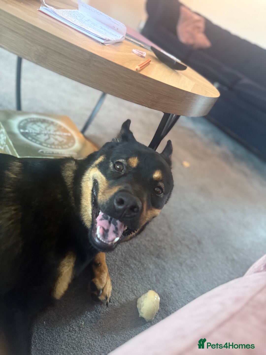 Mixed Breed dogs for sale: Alaskan Rottweiler Chow - Image 9