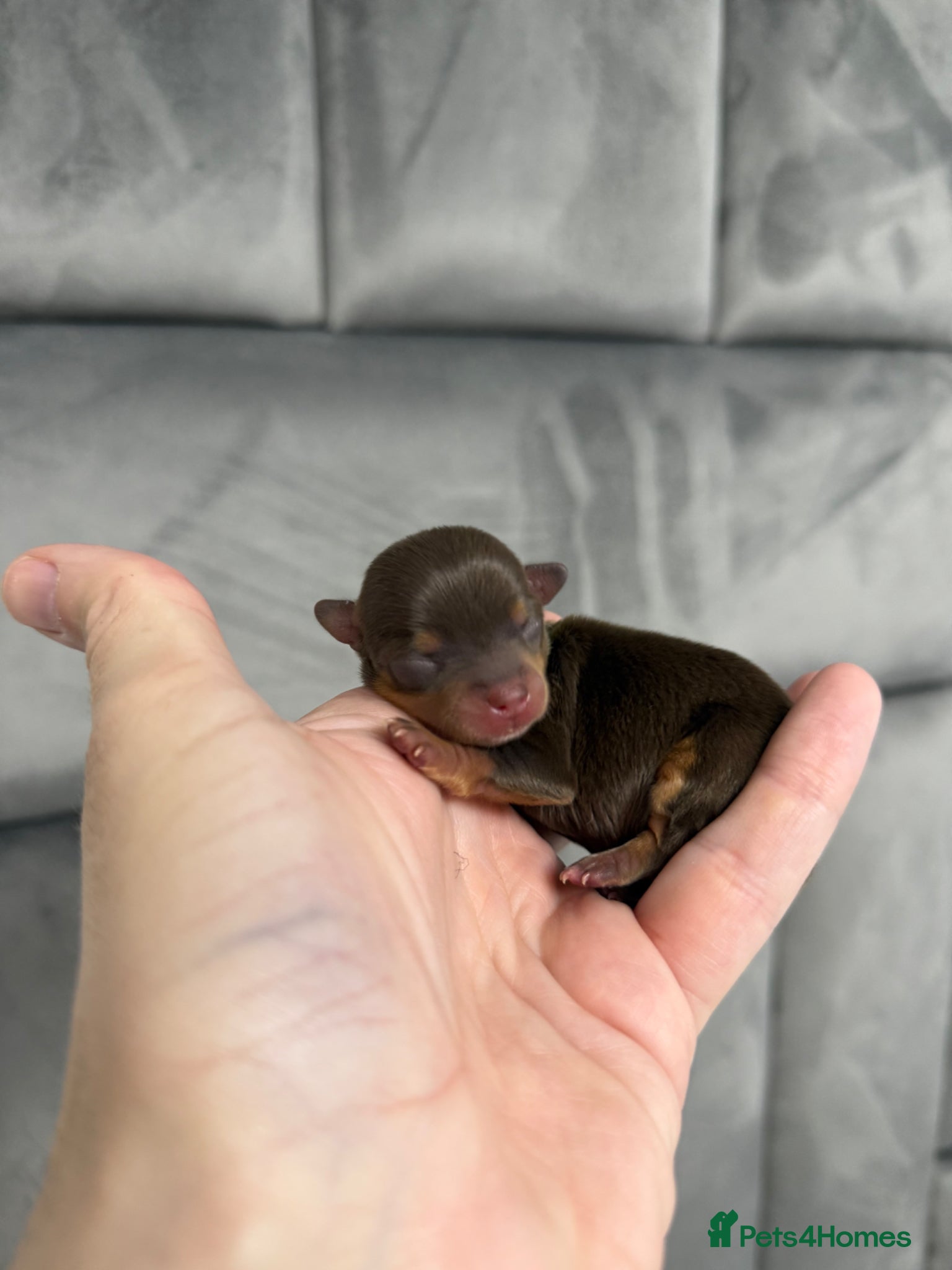 Chipoo dogs for sale: 💎 EXQUISITE TINY CHIPOO PUPPIES AVAILABLE 💎  - Advert 12