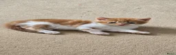 Domestic Shorthair cats for sale: 5 beautiful kittens - Advert 13