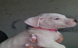 American Bulldog dogs for sale: American  bulldog  pups - Image 30