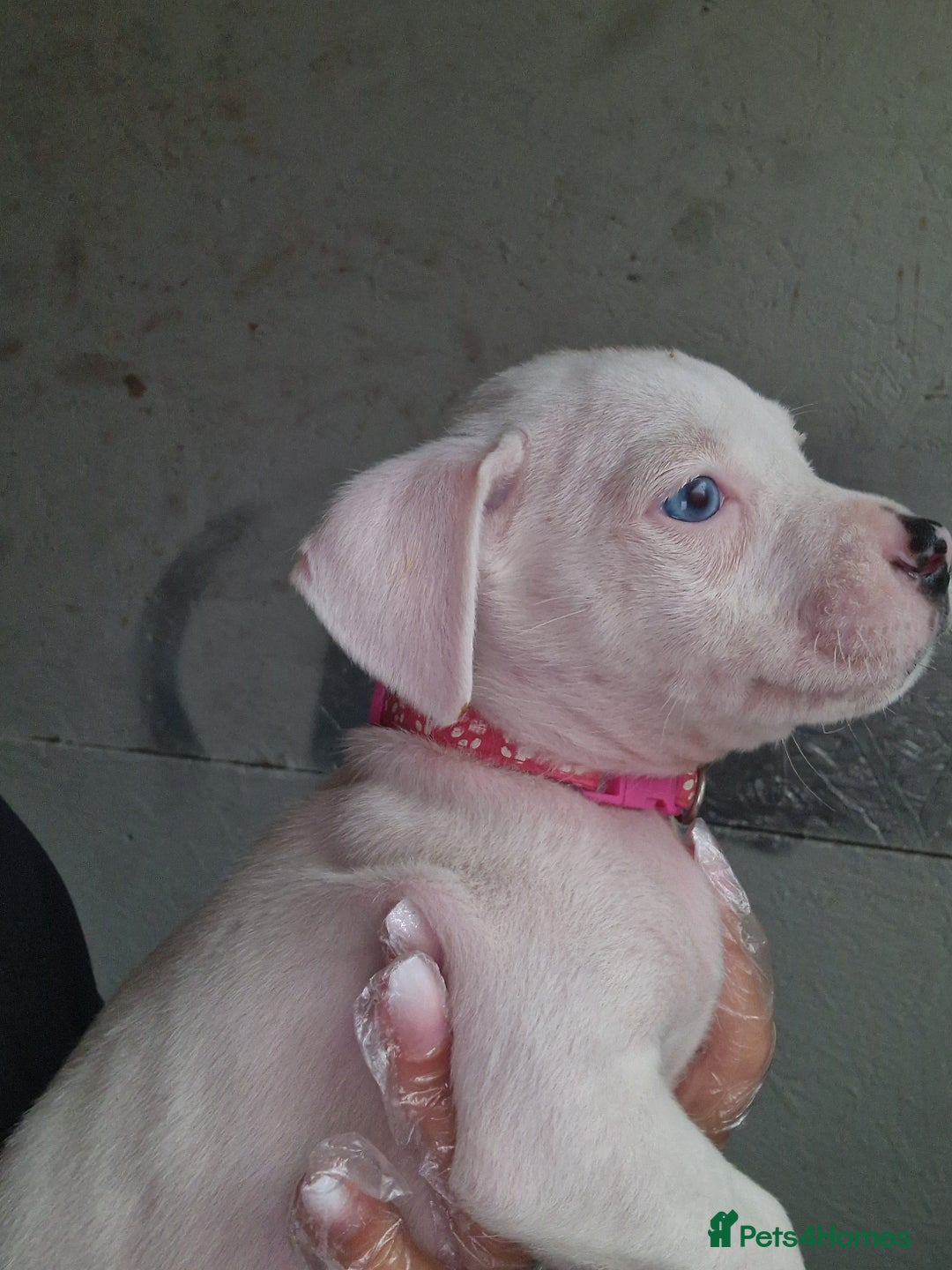 American Bulldog dogs for sale: American  bulldog  pups - Image 30