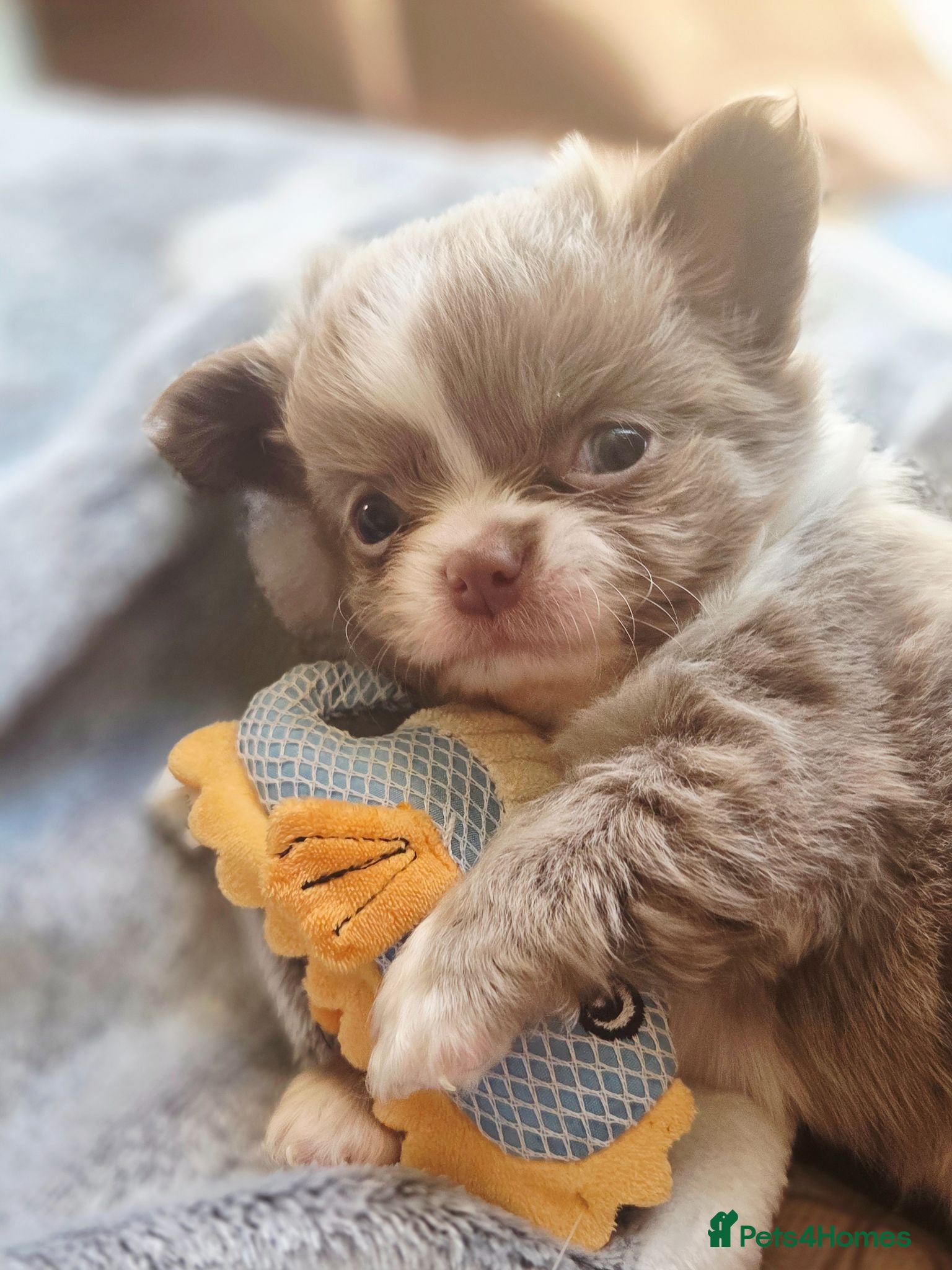 Chihuahua dogs Quality Chihuahua babies - Advert 1