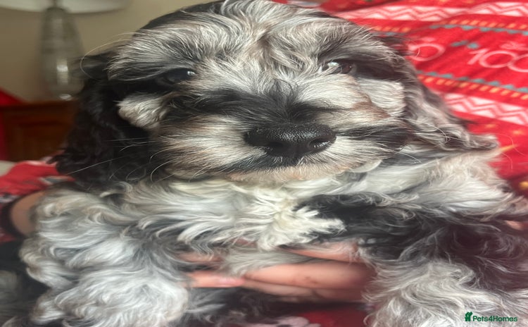 Cockapoo dogs in Goole - Advert 5