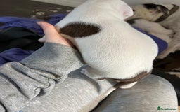 Mixed Breed dogs for sale: 4 beautiful American bully cross staffy puppies - Image 20