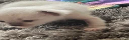 Ragdoll cats for sale: 3 beautiful full ragdoll kittens  - Advert 8