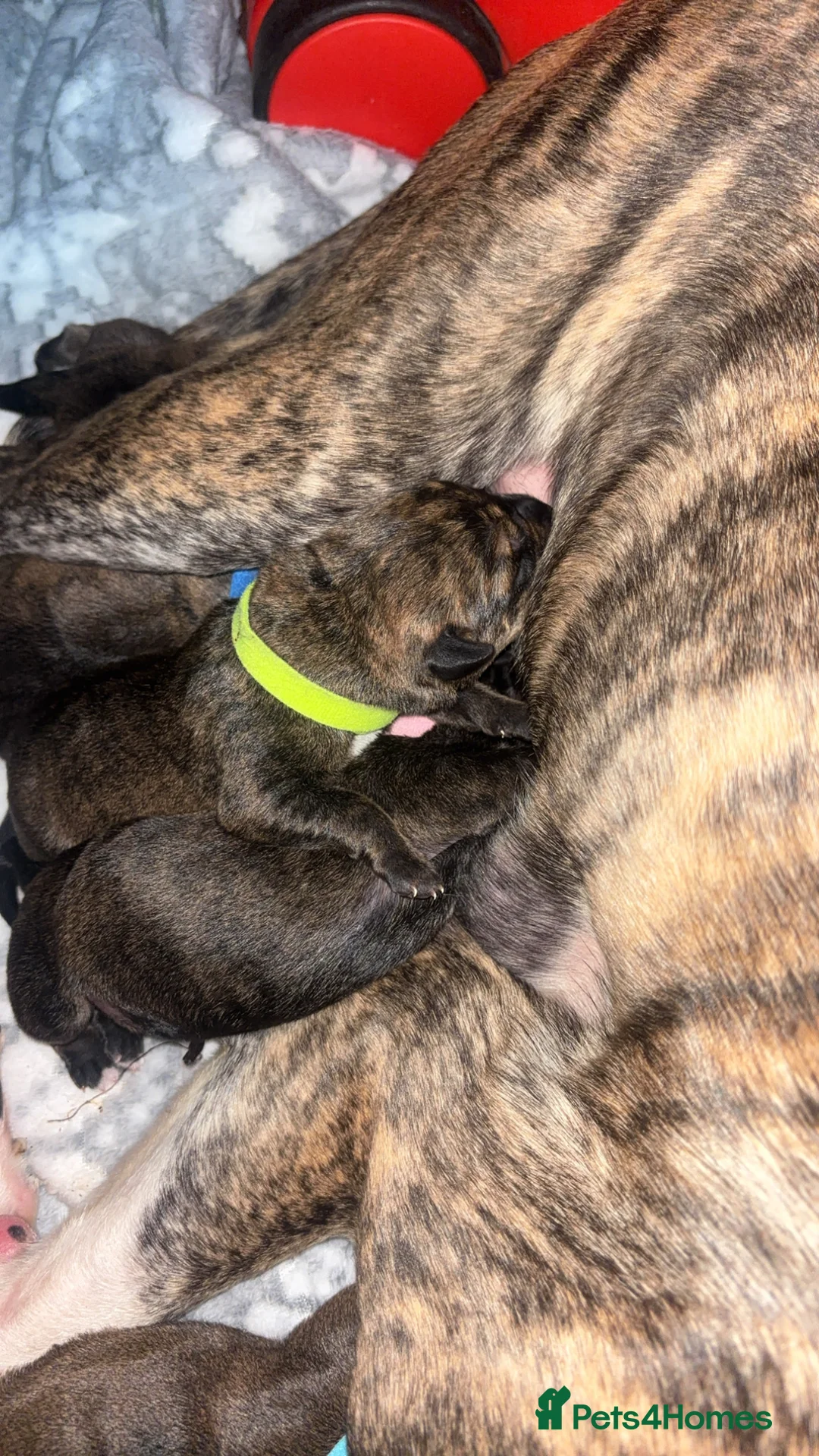Mixed Breed dogs for sale: Brindle staff X Rottweiler puppy’s  - Advert 2