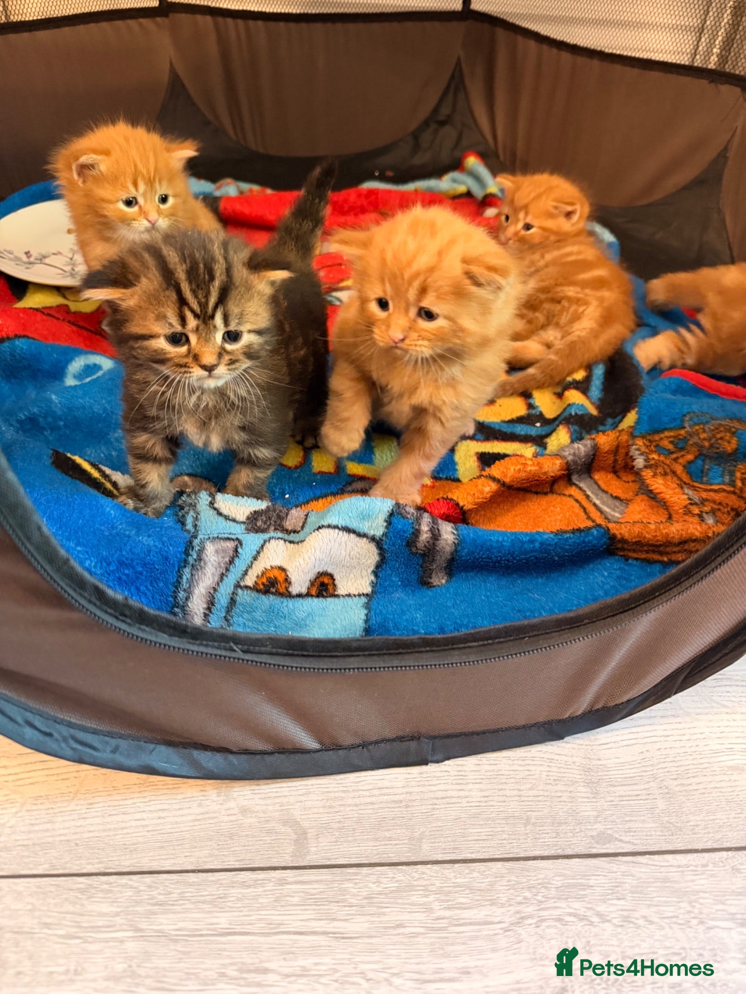 Mixed Breed cats British short hair kittens - Advert 9