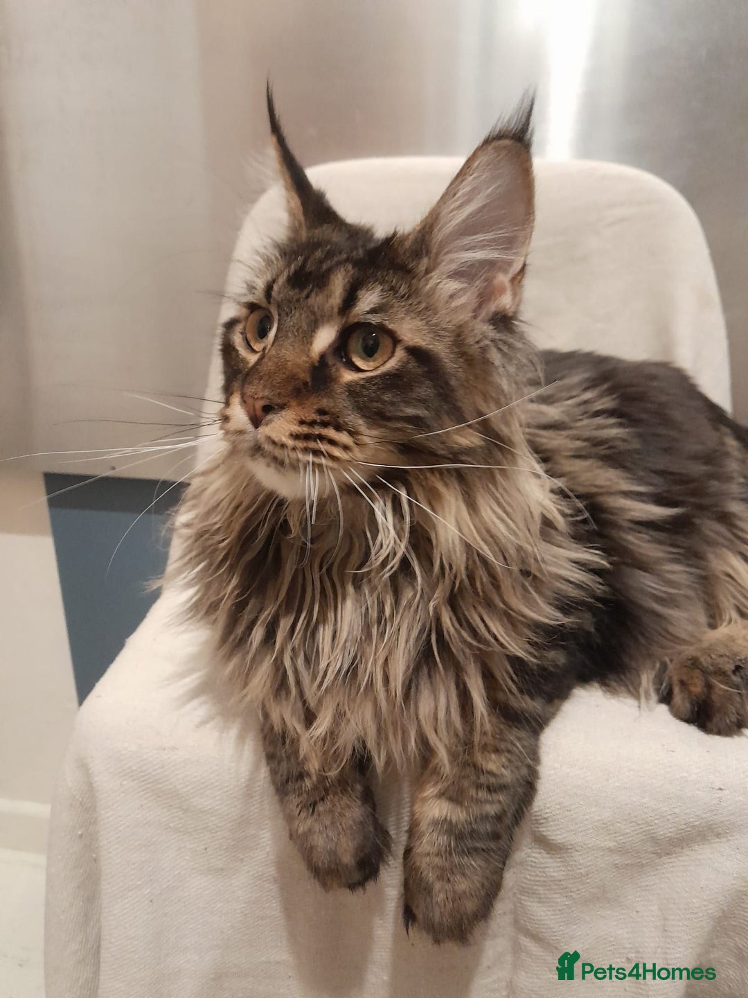 Maine Coon cats for sale: black/brown classic tabby MaineCoon Girl TICA reg - Advert 6