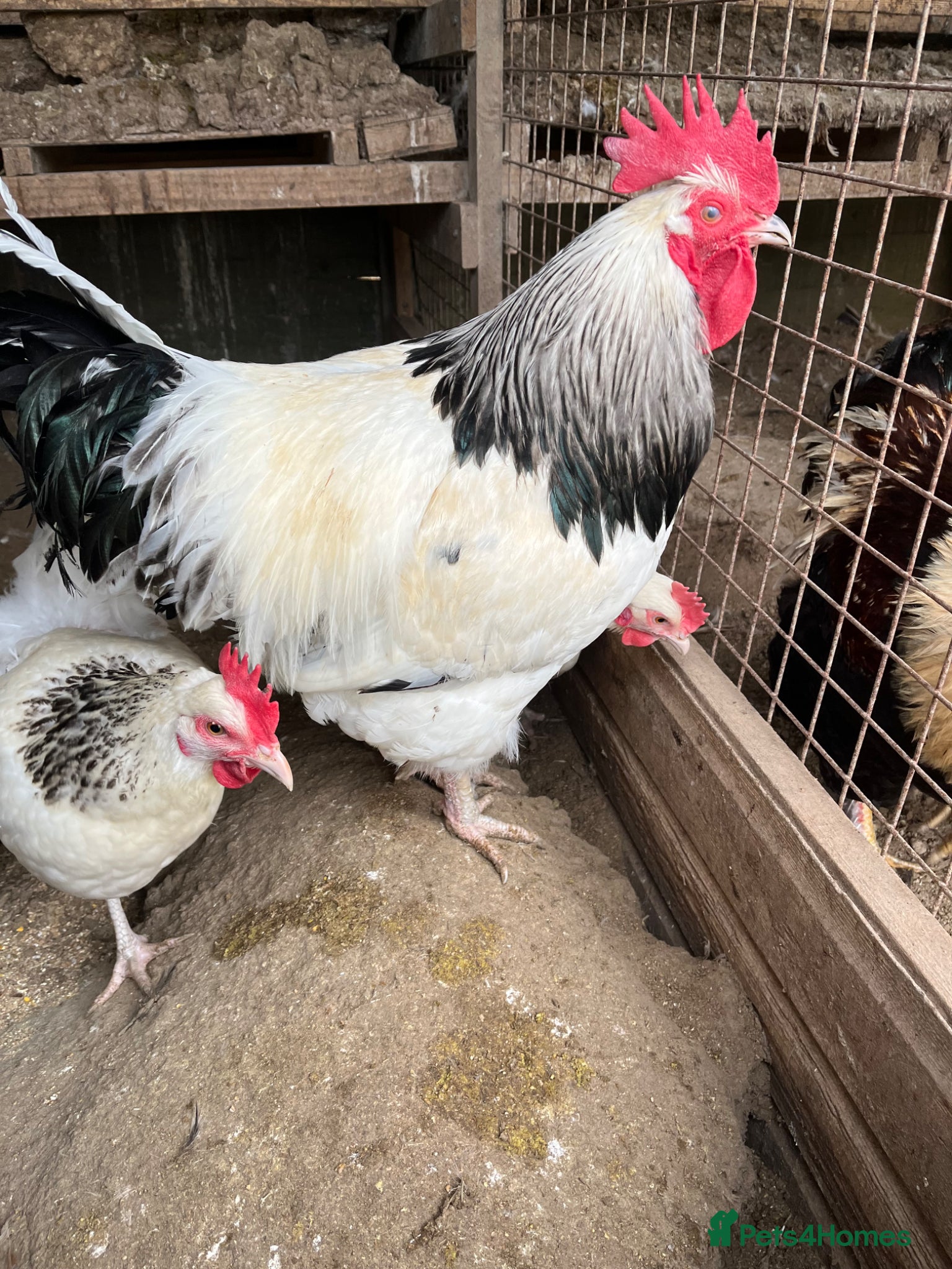 Chickens poultry Pure bred - Advert 1