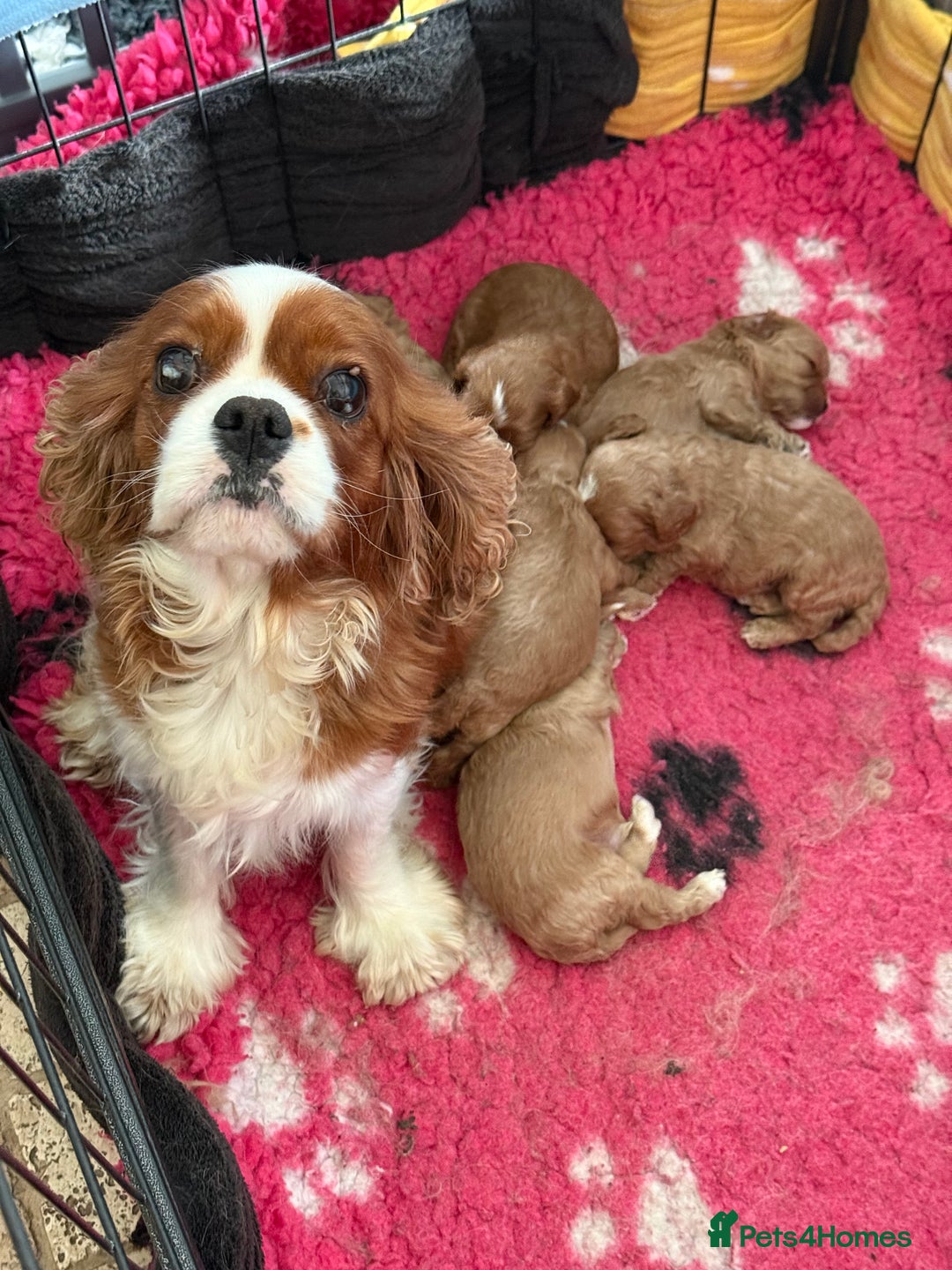 Cavapoo dogs for sale: Beautifully marked F1 Cavapoo’s  - Image 7