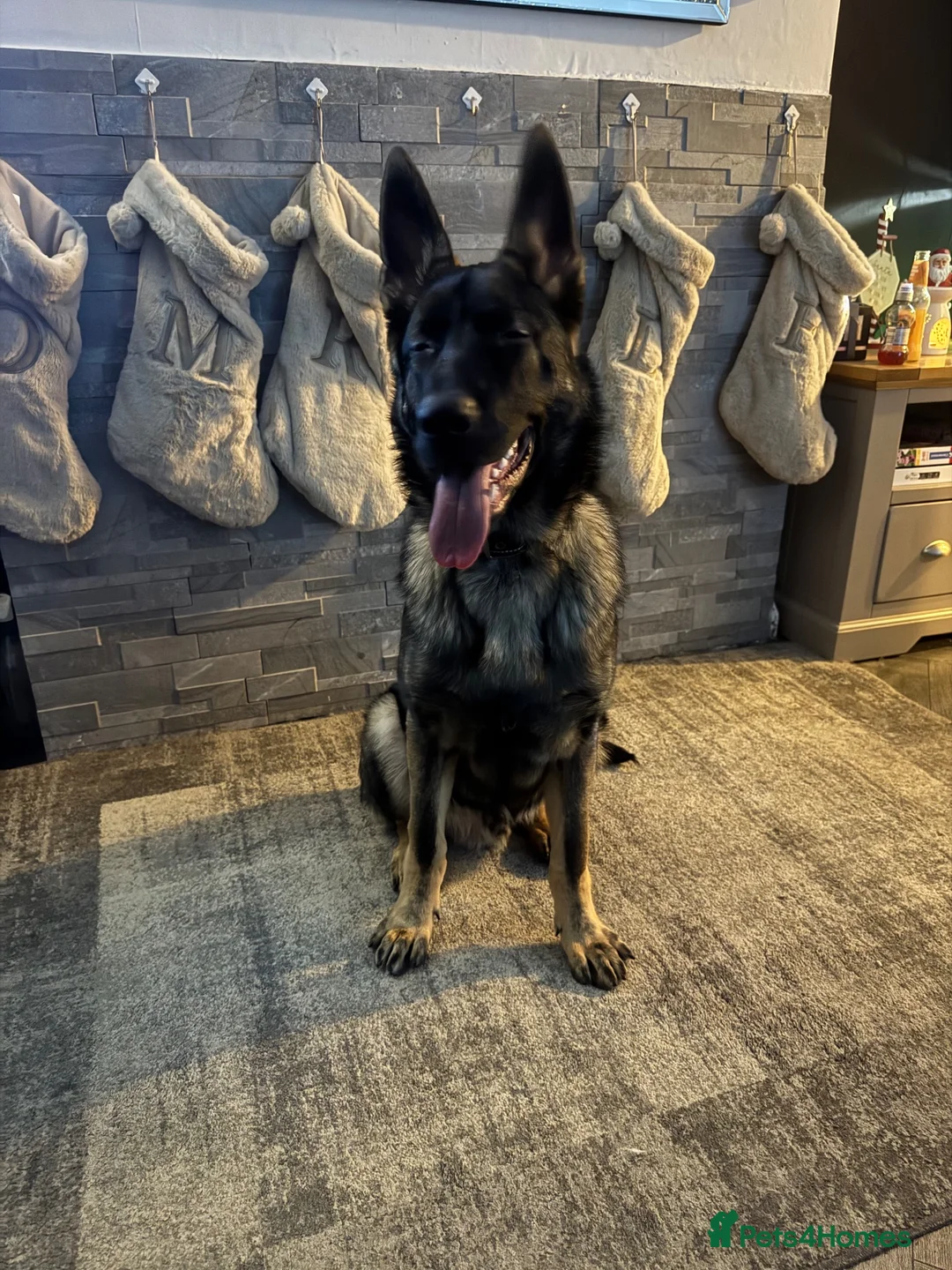 German Shepherd dogs for sale: Rex the German Shepherd  in Manchester - Advert 5