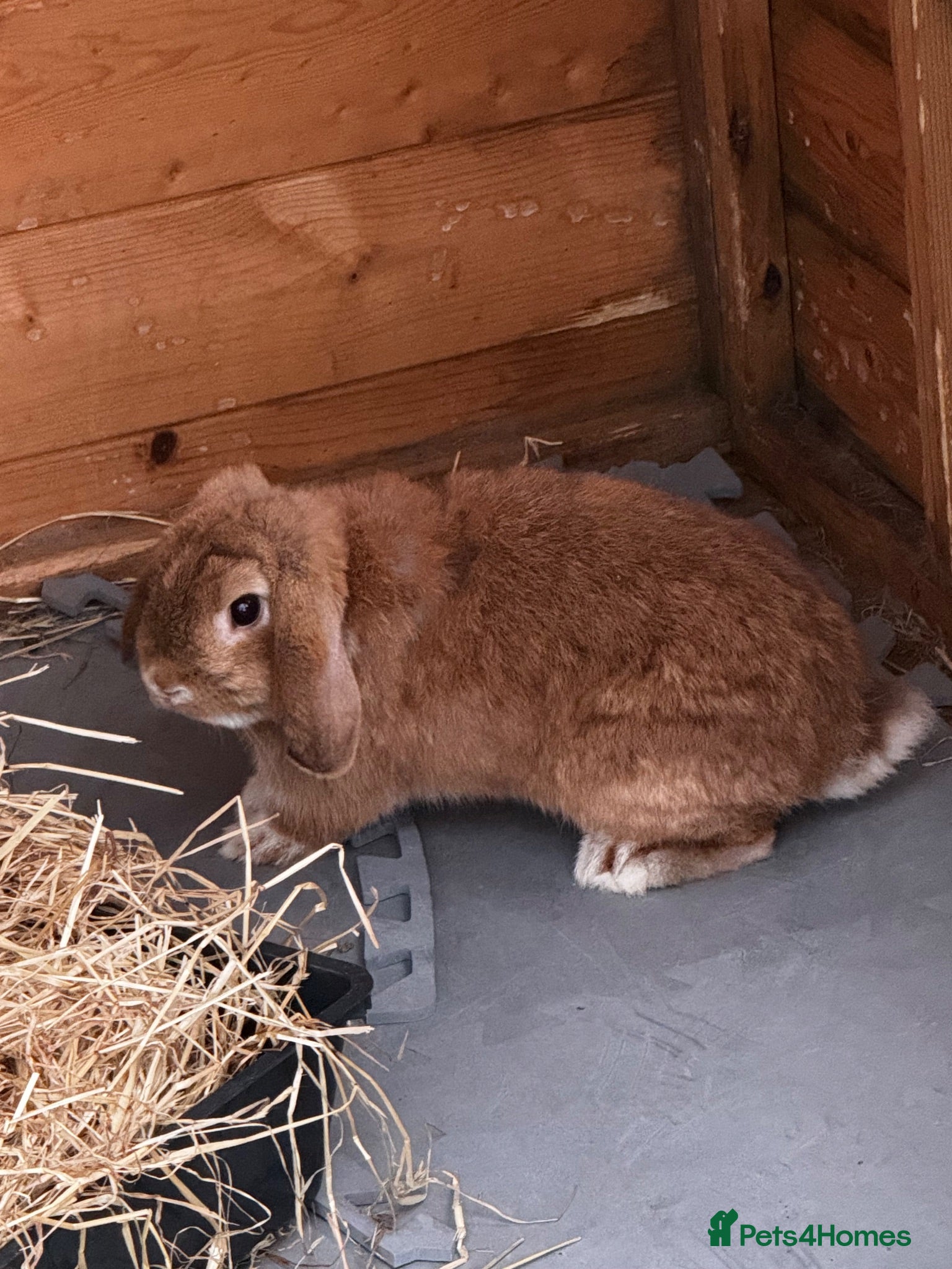 Mini Lop rabbits Male mini lop for sale  - Advert 1