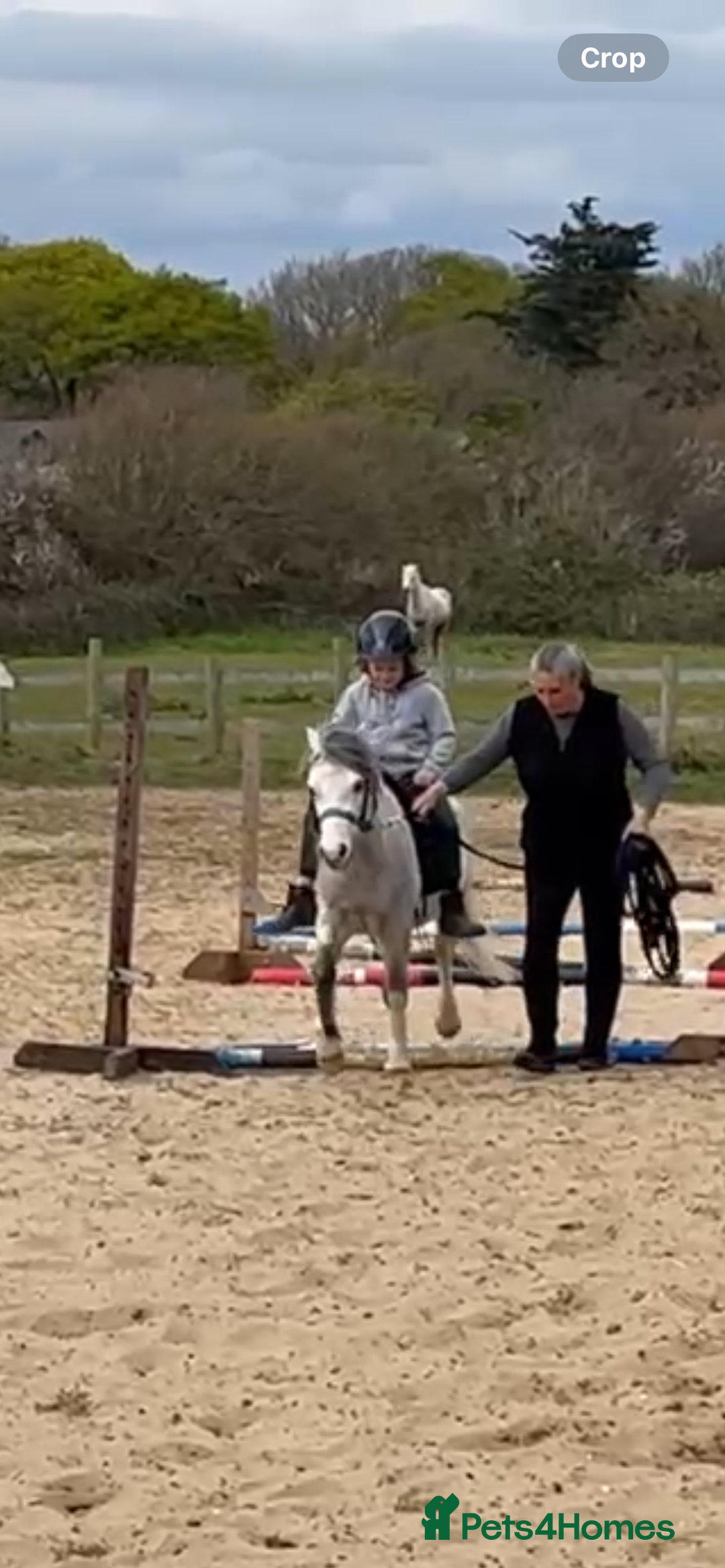 Welsh Section A horses for sale: Super pony ready for new family  - Image 8