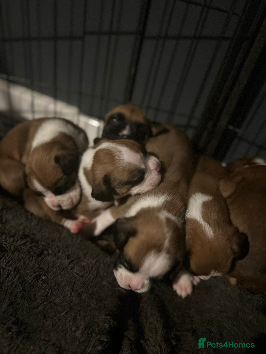 Boxer dogs for sale: Boxer babies - Advert 6