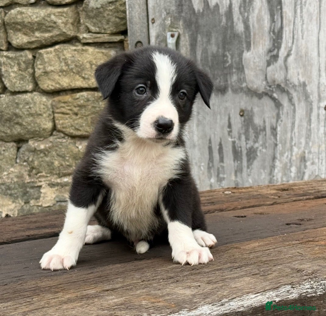 Border Collie dogs Stunning Blue & white / black & white pups - Advert 1