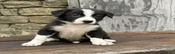 Border Collie dogs for sale: Stunning red / blue / black & white pups - Advert 6