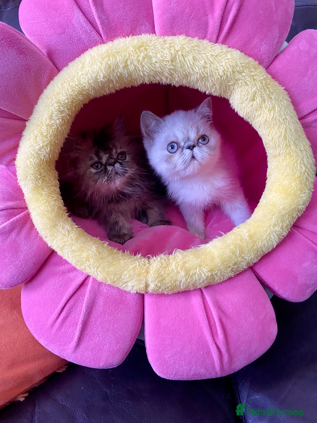 Persian cats for sale: READY NOW GCCF REG PKD FREE EXOTICS - Image 16