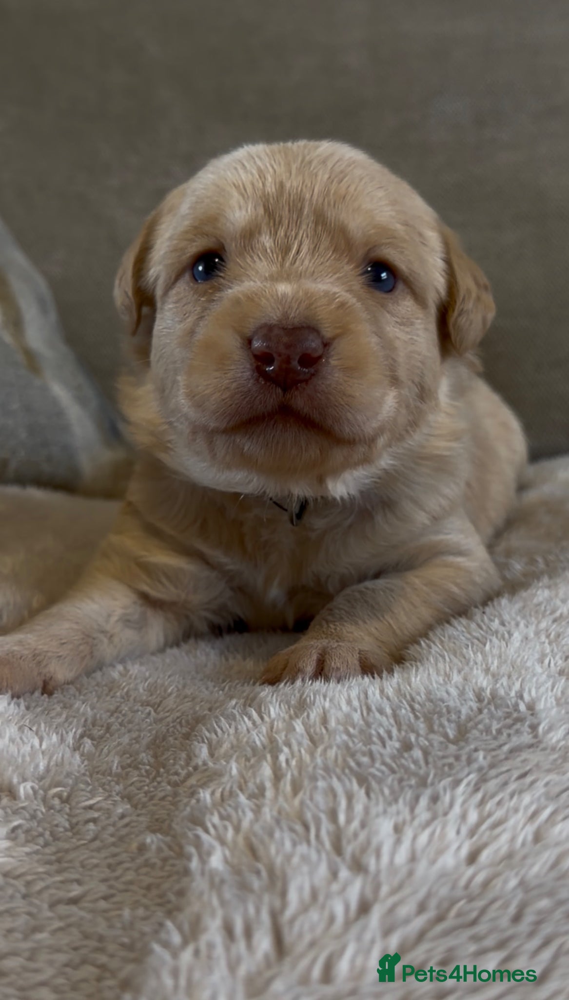 Hershey (black collar)