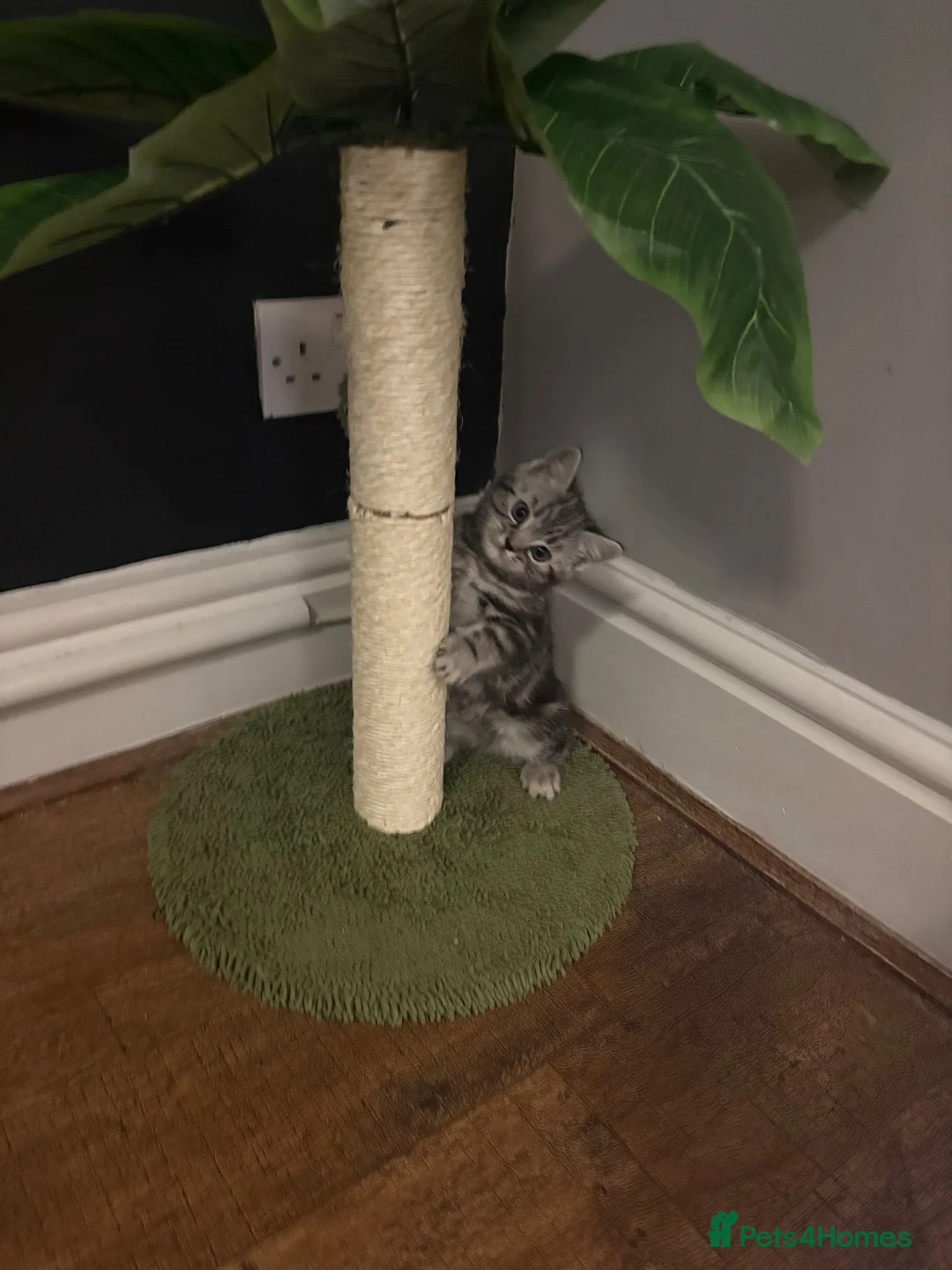 British Shorthair cats for sale: BSH cross - Advert 12