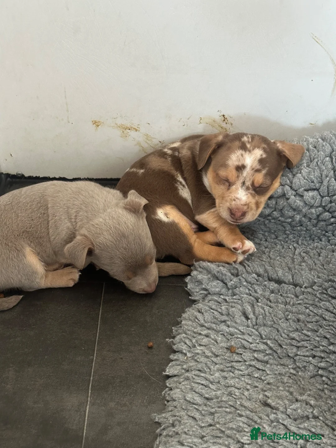 Jack Russell dogs for sale: Jack Russell Puppy - Advert 2