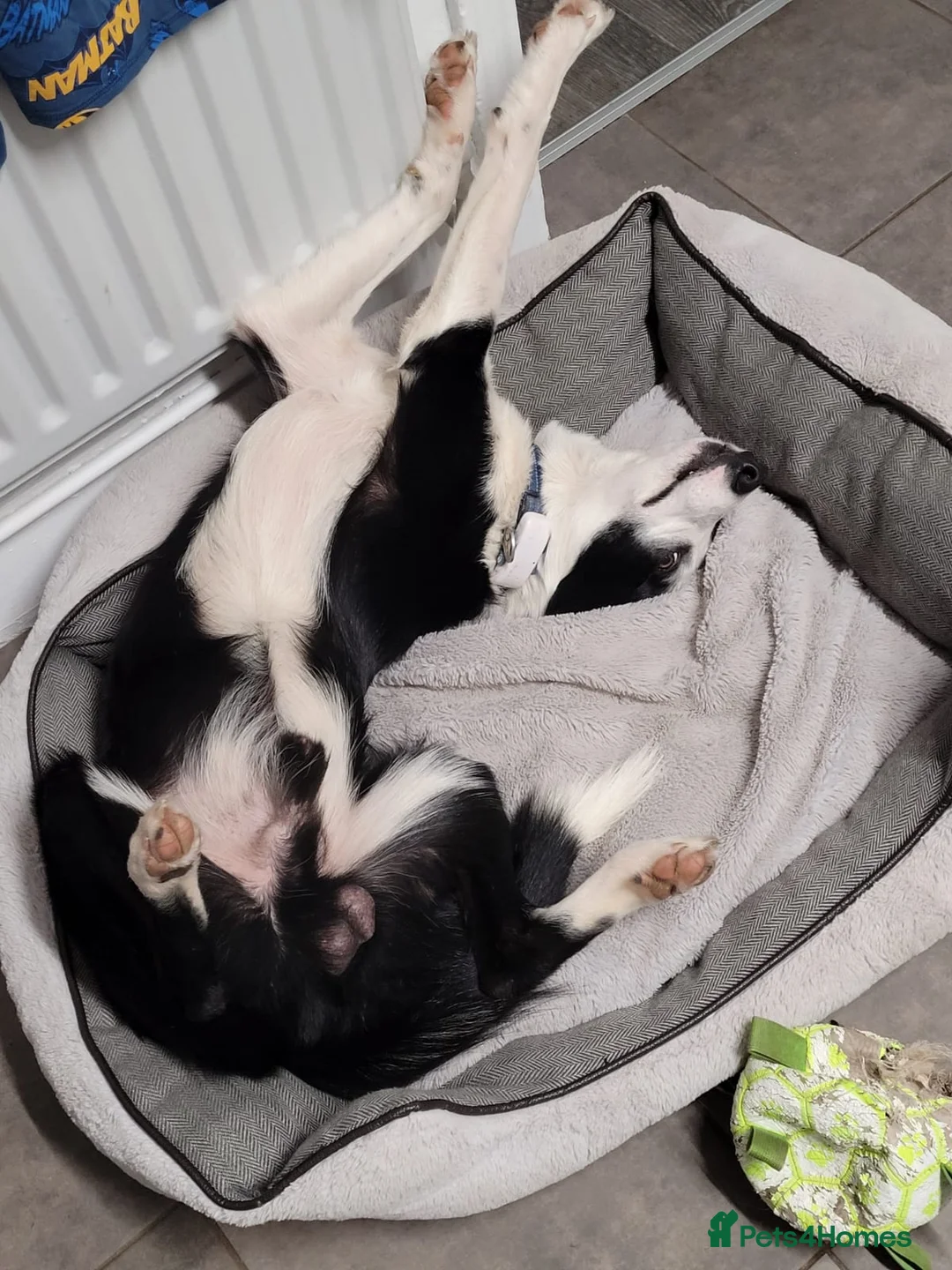 Border Collie dogs for stud: Milo for stud (PROVEN) in Chesterfield - Advert 10